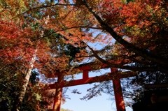 in Yasaka Shrine 