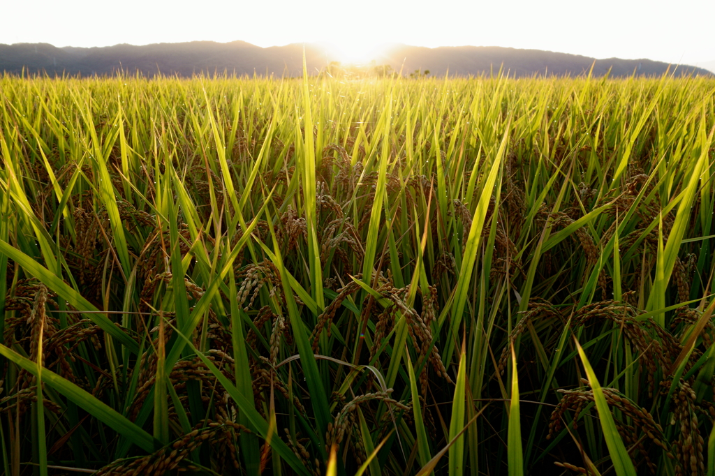 朝の稲