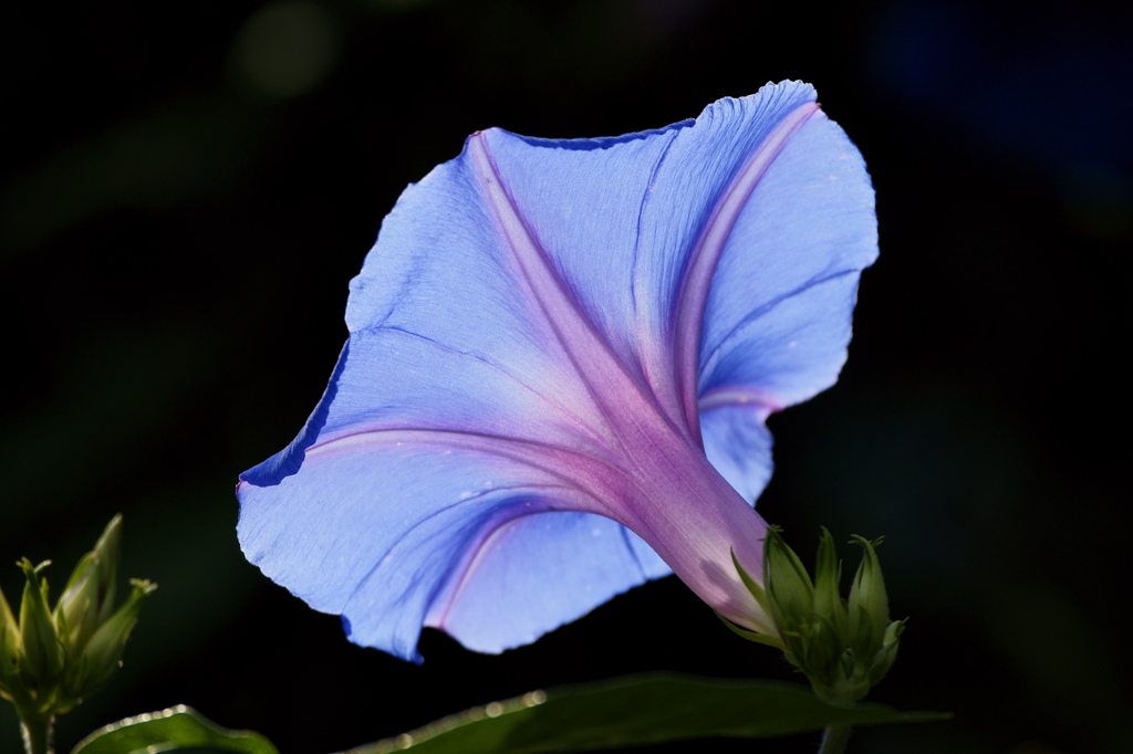 Morning glory