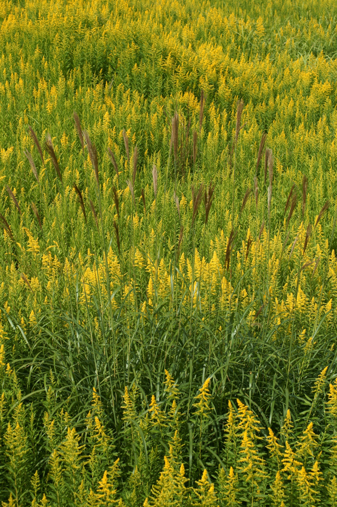 Autumn grass