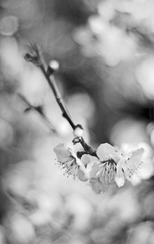 White plum blossoms