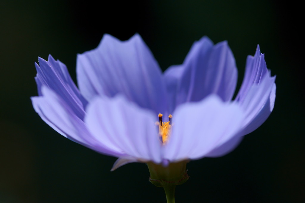 コスモスの思い