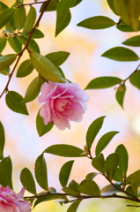 Lovely camellia