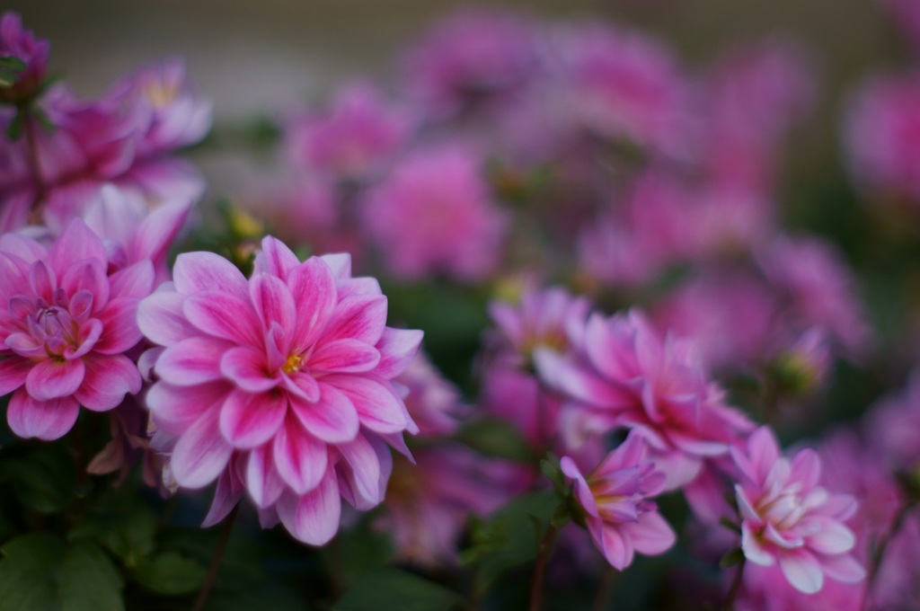 I like Bokeh_1