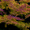 Colored leaves