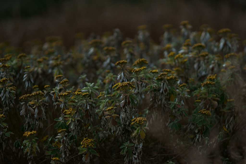 Winter flowers