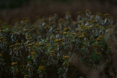 Winter flowers