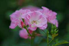 Pink rose
