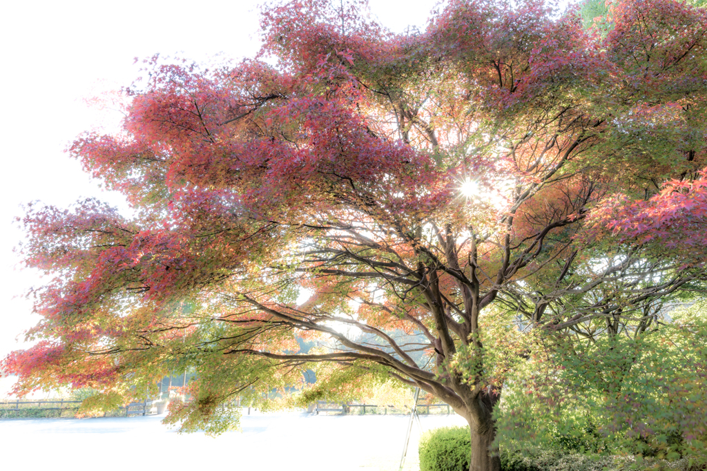 autumnal leaves（backlight) 