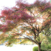 autumnal leaves（backlight) 
