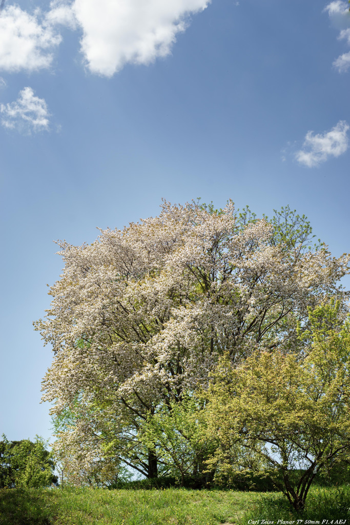 桜