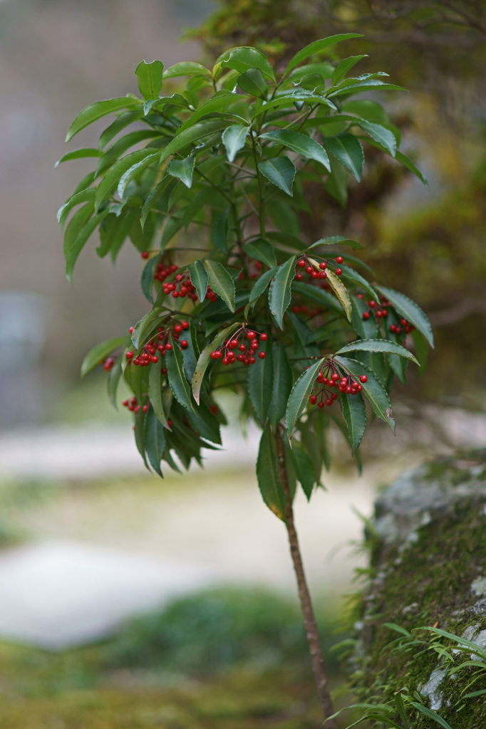 Nandina domestica