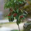 Nandina domestica