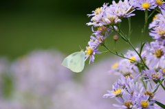 Scenery of the dream