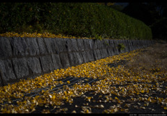 Dead leaves (ginkgo)