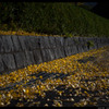 Dead leaves (ginkgo)