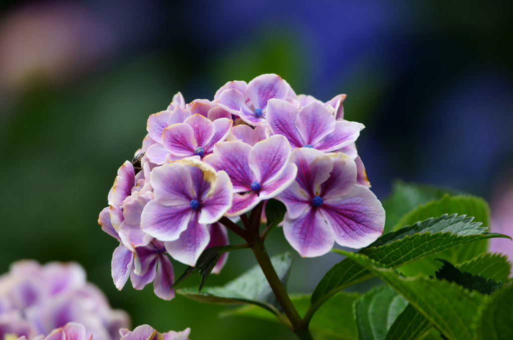 Hydrangea (Pink)