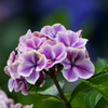Hydrangea (Pink)