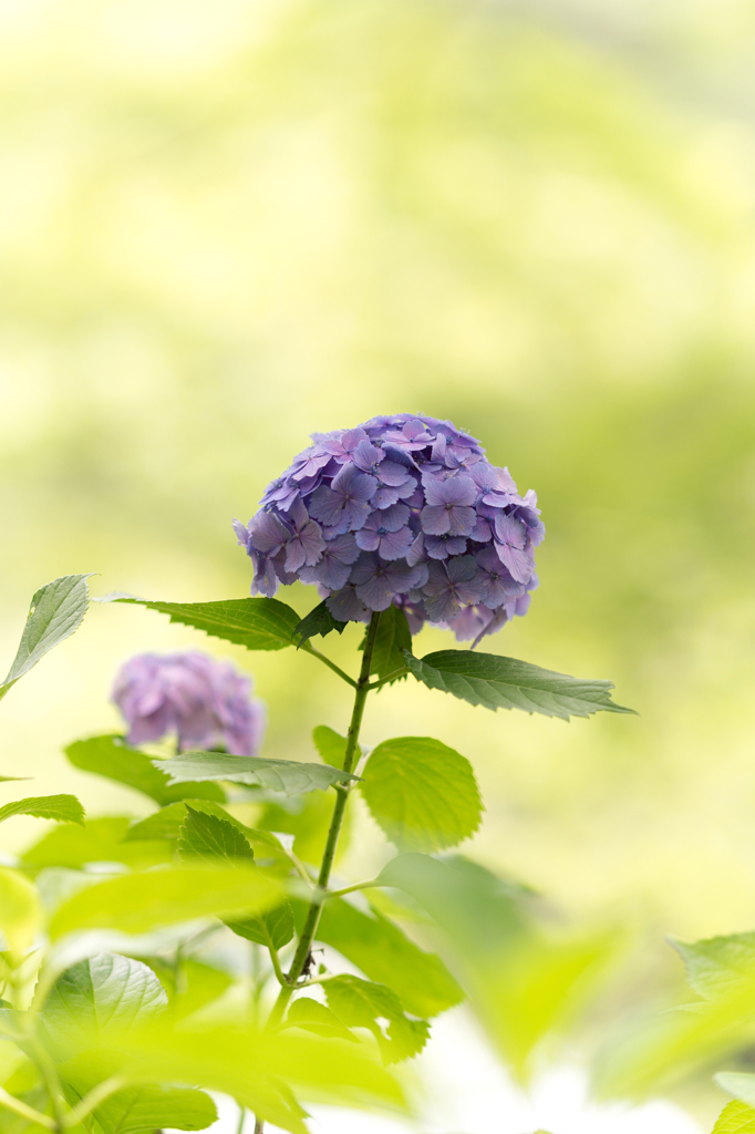 信貴山の紫陽花 (4)