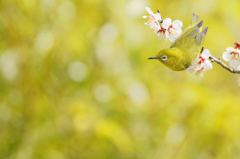 Japanese White-eye