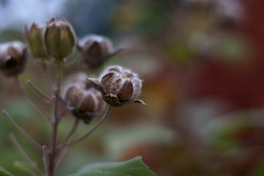 Scenery of autumn (3)