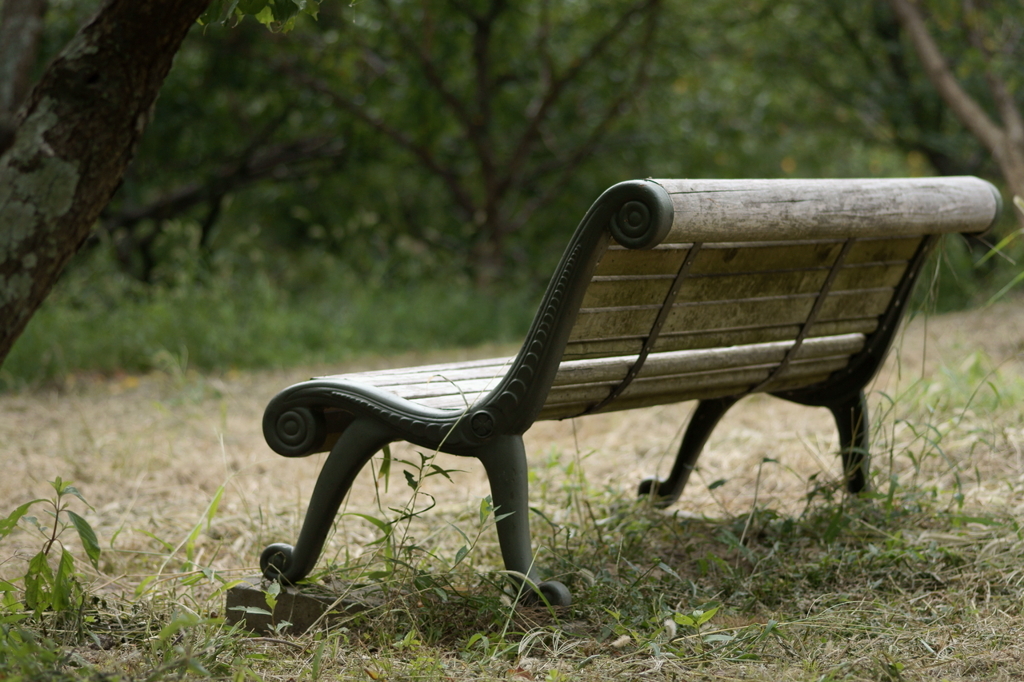 Chair in the forest