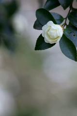 White bud(Camellia)