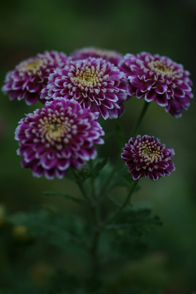 Chrysanthemum