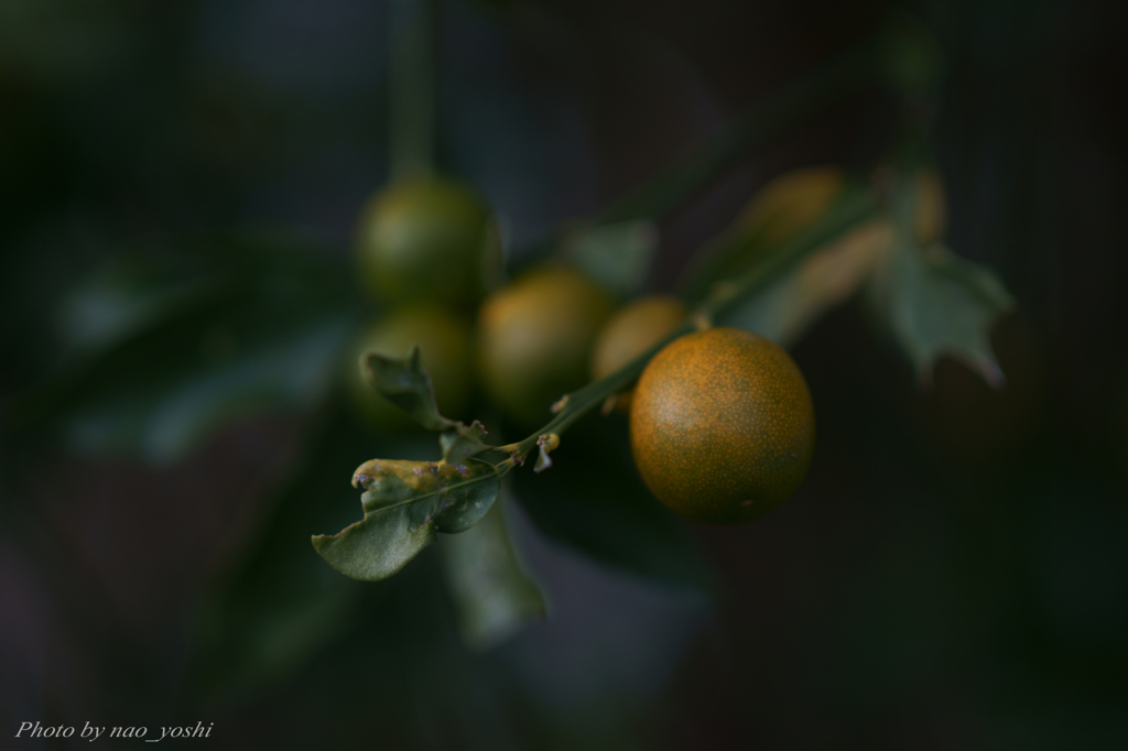 cumquats
