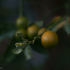 cumquats