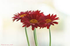 Red flowers