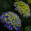 紫陽花