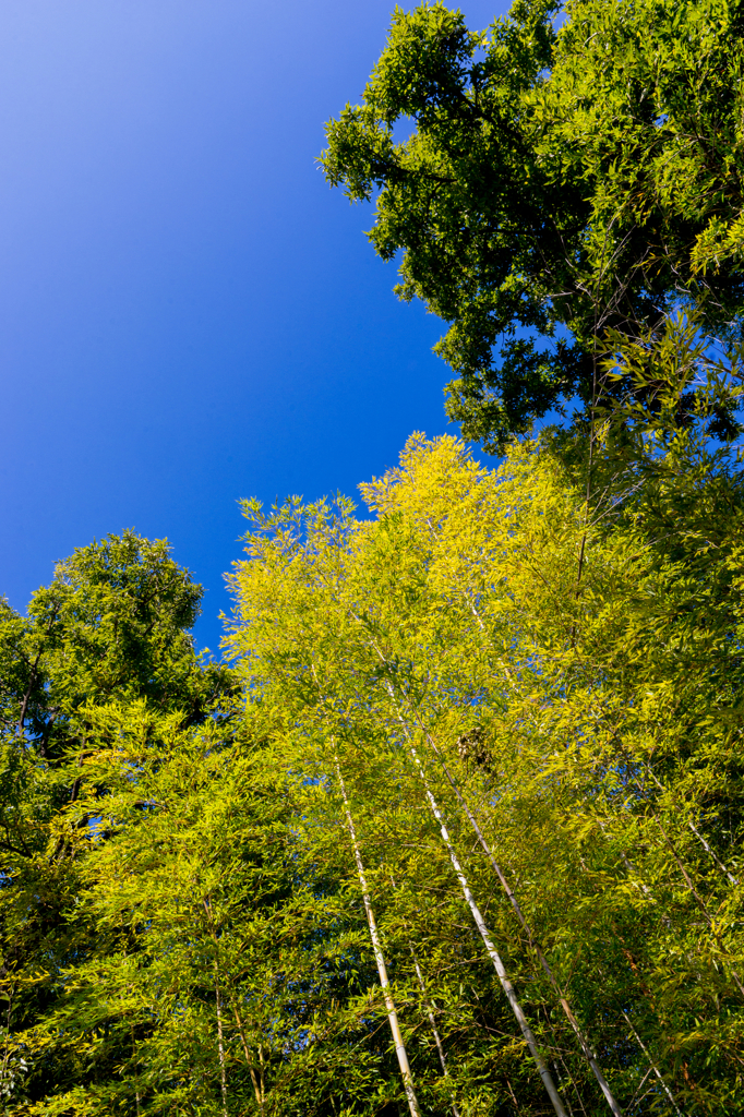 Autumn sky