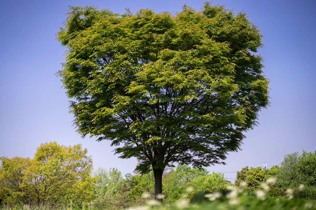 Powerful tree