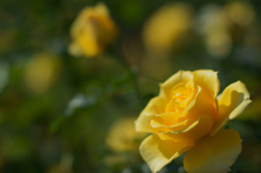 Rose（Bokeh）