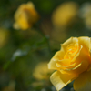 Rose（Bokeh）