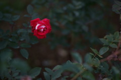 バラ_P100mmｆ2 MMG test