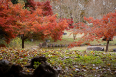 Autumn end ( last stage)
