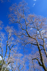 blue sky and a tree