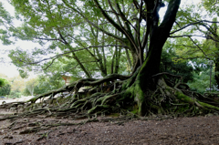 wooden root