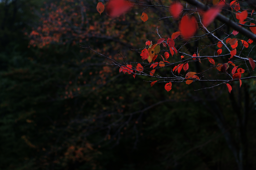 red leaf 