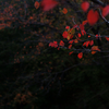 red leaf 