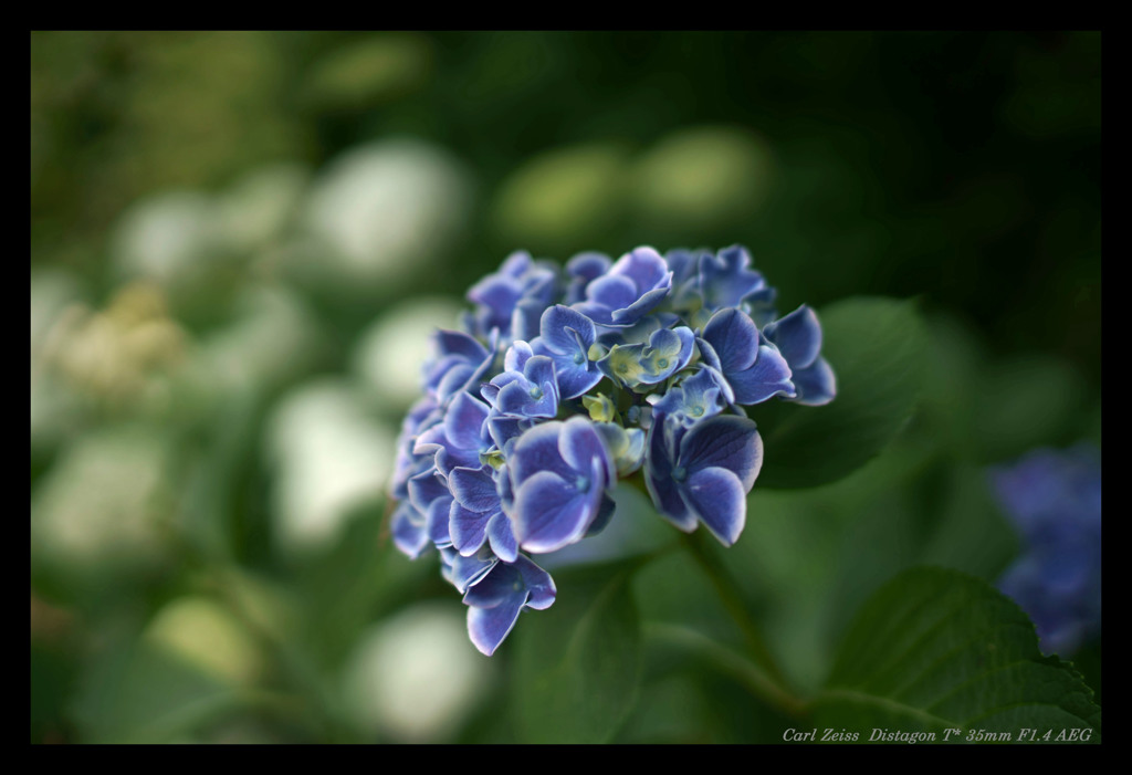 紫陽花（Natural）