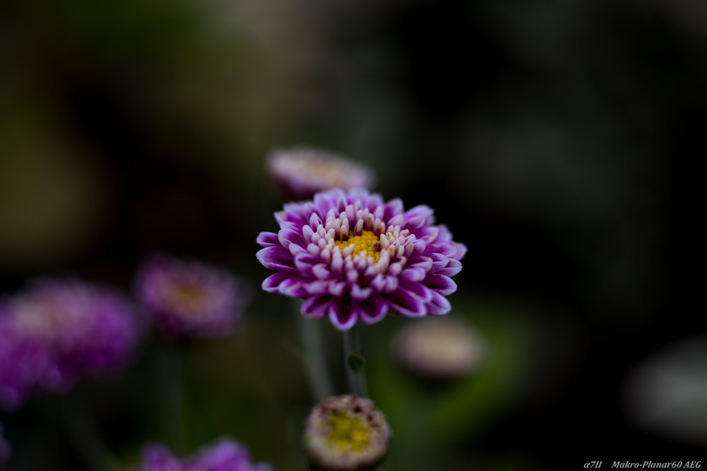 Lens test of MP60mmf2.8 AEG_2