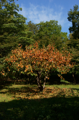 Tree of persimmon