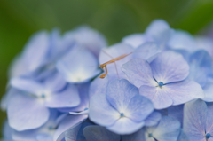 信貴山の紫陽花 (5)