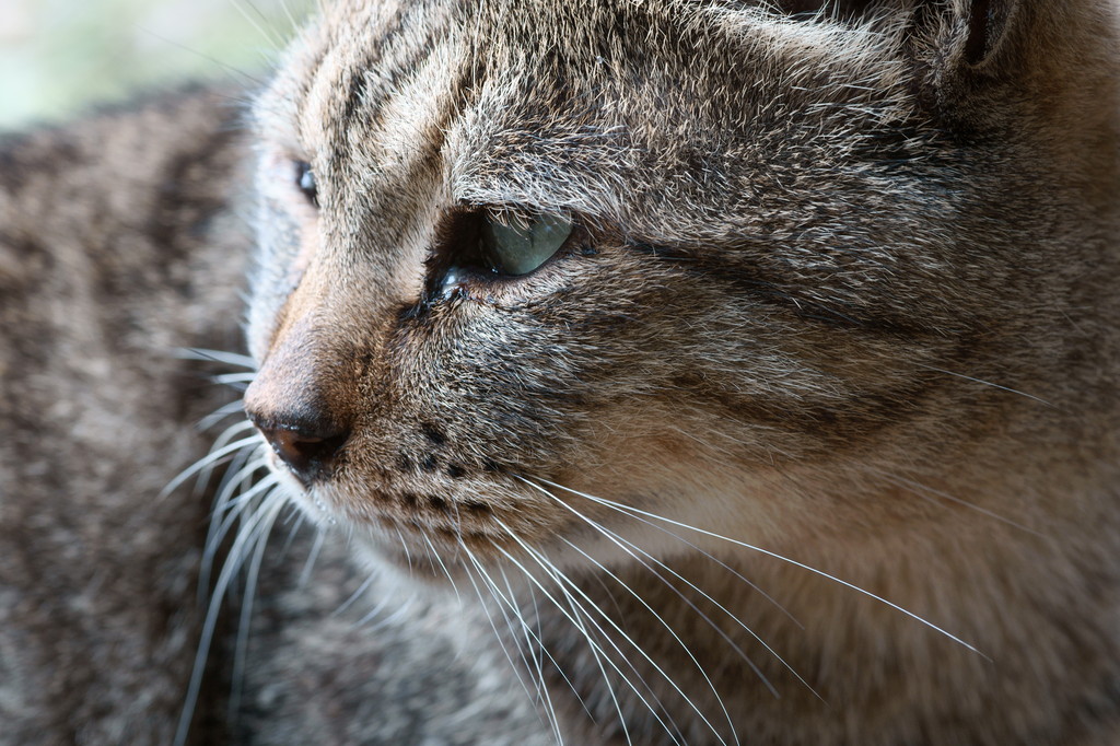 野良猫