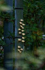 Small autumn