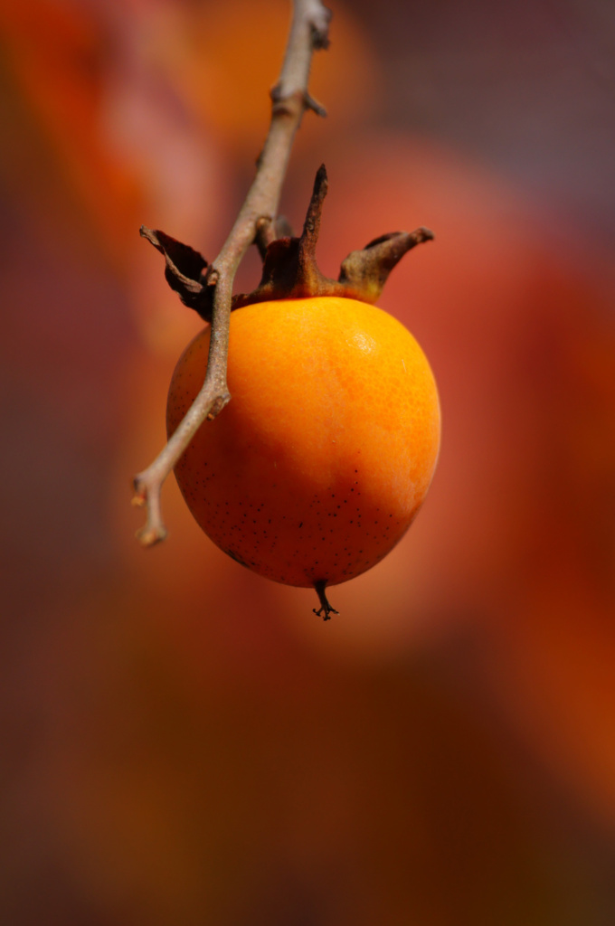 Japanese persimmon