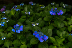 Small hydrangea